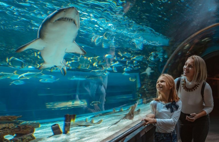Big shark in aquarium