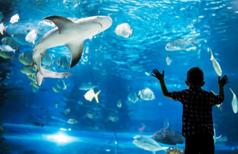 Boy looking at fish in the aquarium
