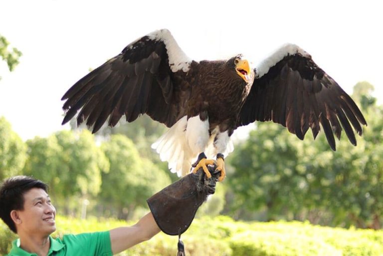 Creek Park Bird Show Falcons