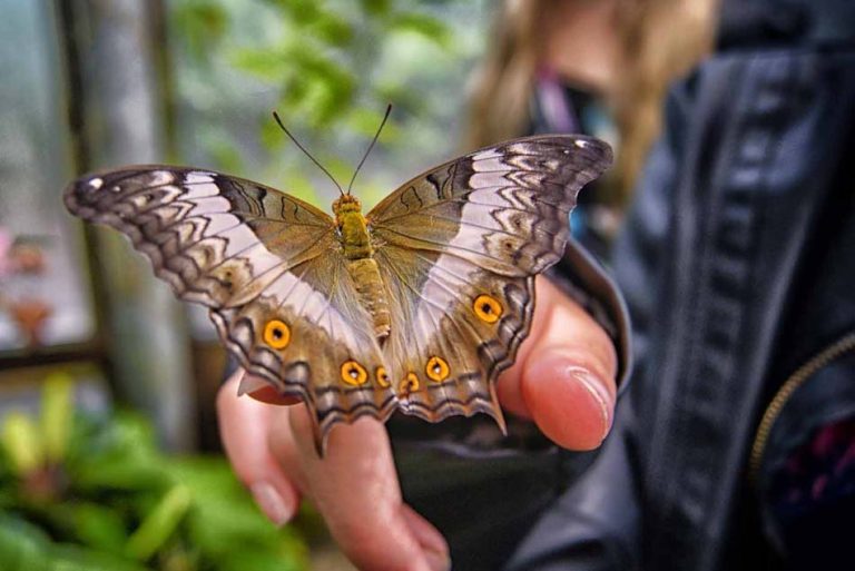 Dubai Butterfly Garden