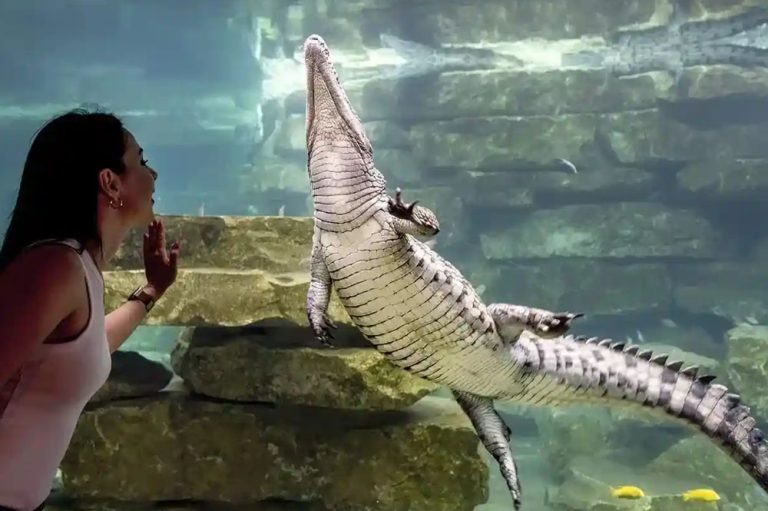 Dubai Crocodile Park Ticket